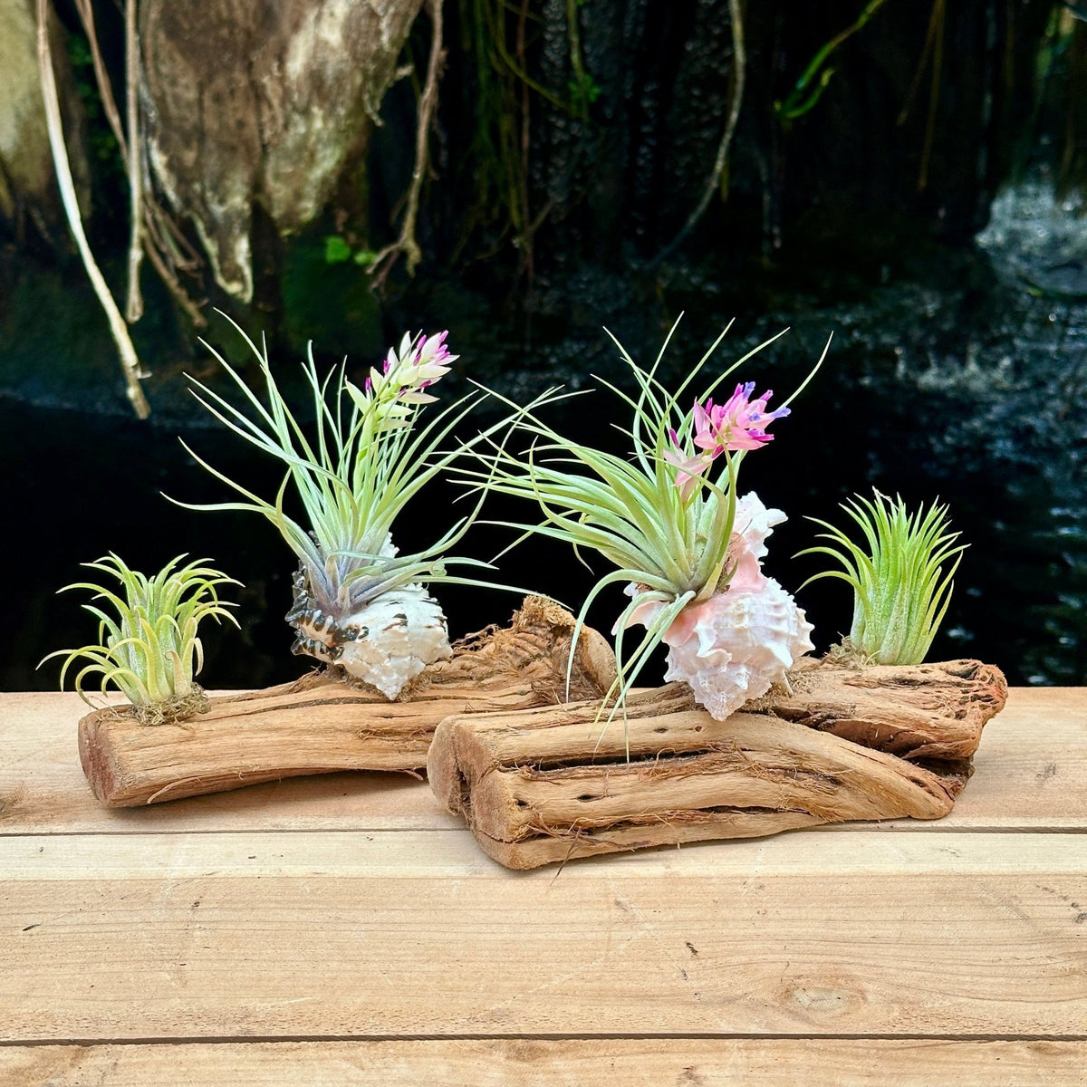 Tillandsia Mounted On Grapewood With Shell - Rainforest Flora