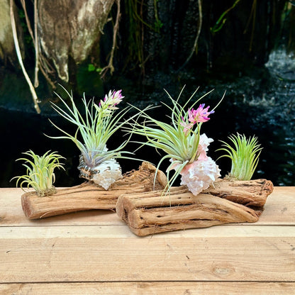Tillandsia Mounted On Grapewood With Shell - Rainforest Flora