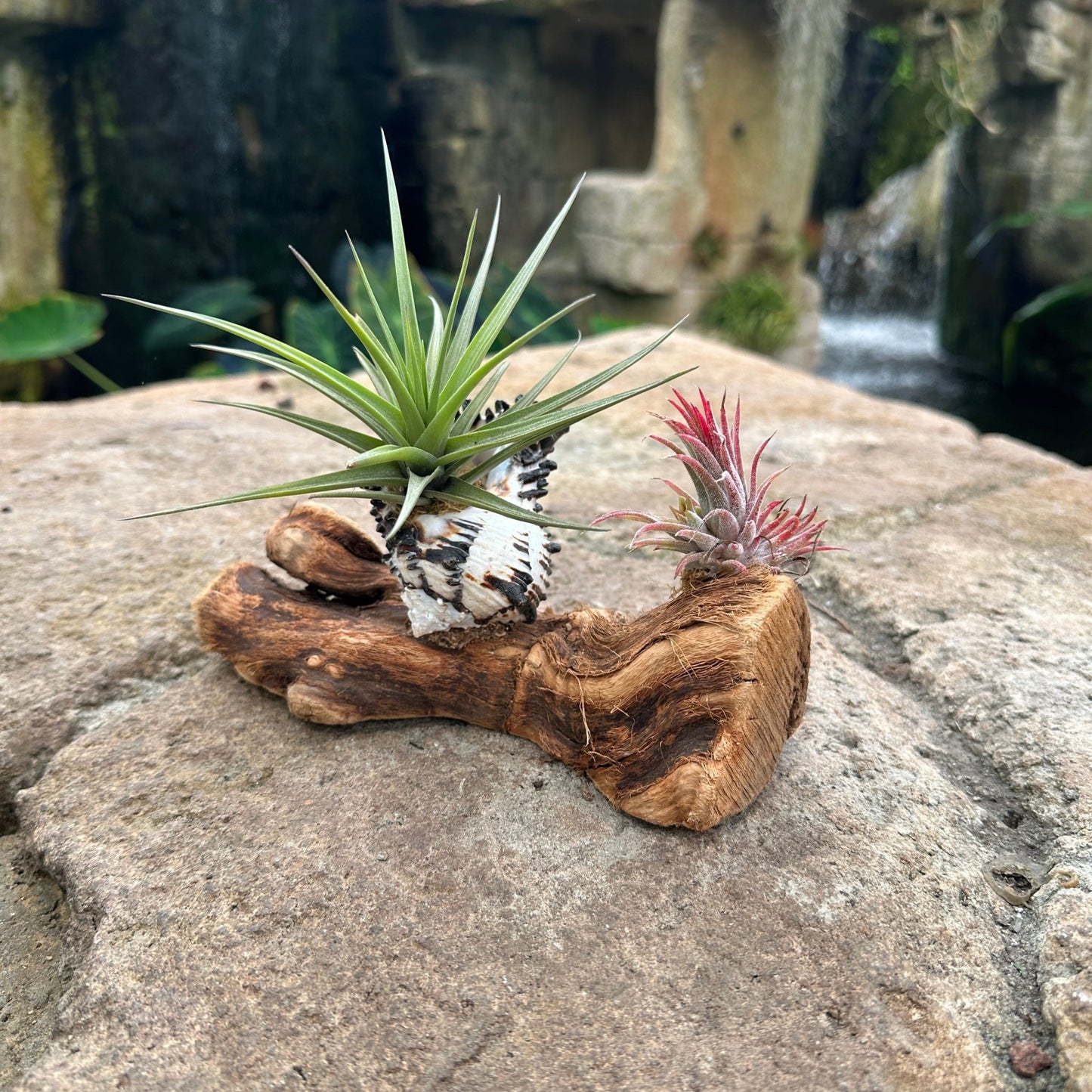 Tillandsia Mounted On Grapewood With Shell - Rainforest Flora