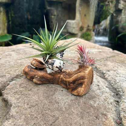 Tillandsia Mounted On Grapewood With Shell - Rainforest Flora