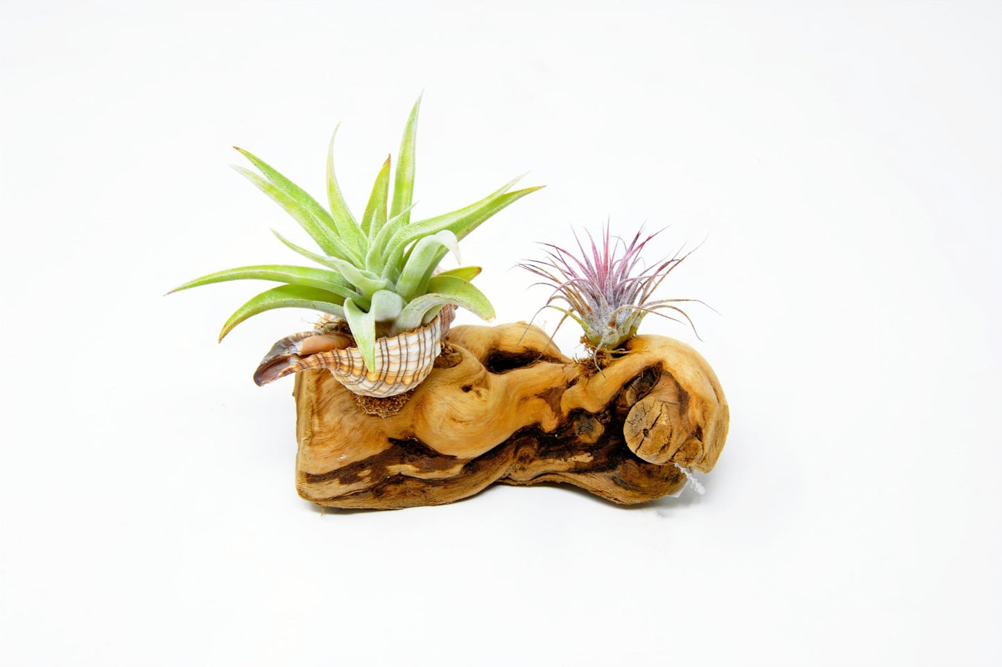 Tillandsia Mounted On Grapewood With Shell - Rainforest Flora