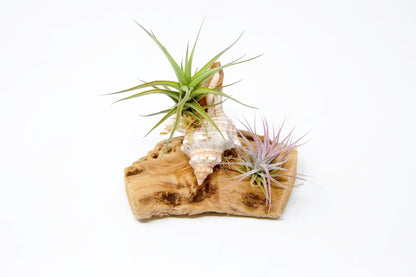 Tillandsia Mounted On Grapewood With Shell - Rainforest Flora