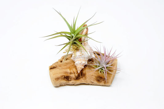 Tillandsia Mounted On Grapewood With Shell - Rainforest Flora