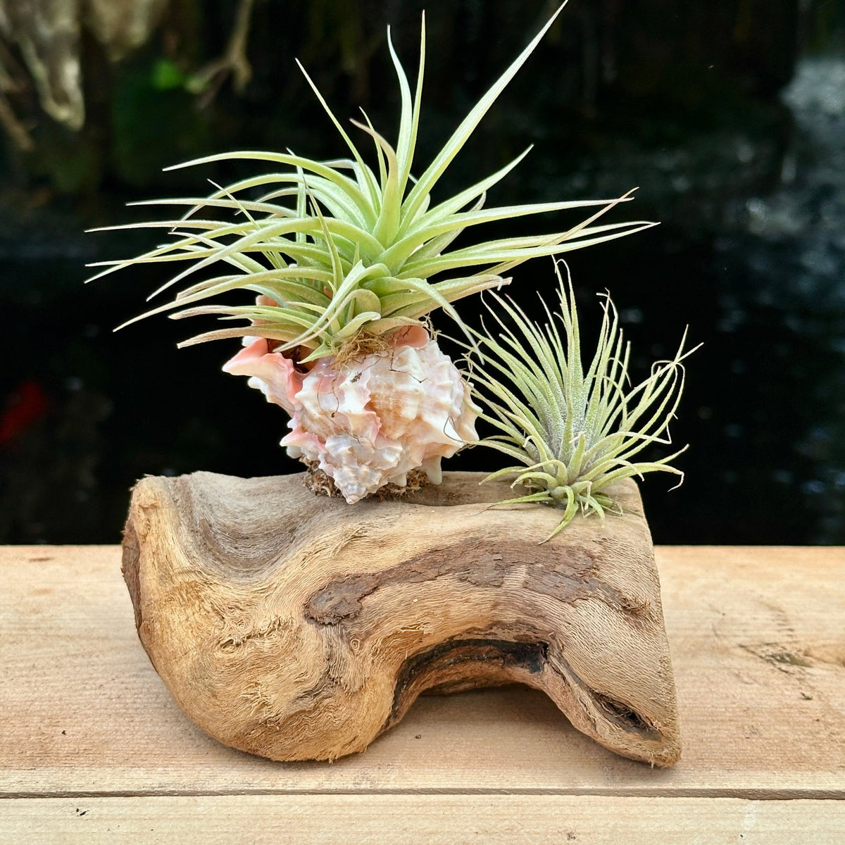 Tillandsia Mounted On Grapewood With Shell - Rainforest Flora