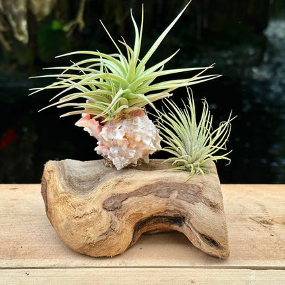 Tillandsia Mounted On Grapewood With Shell - Rainforest Flora