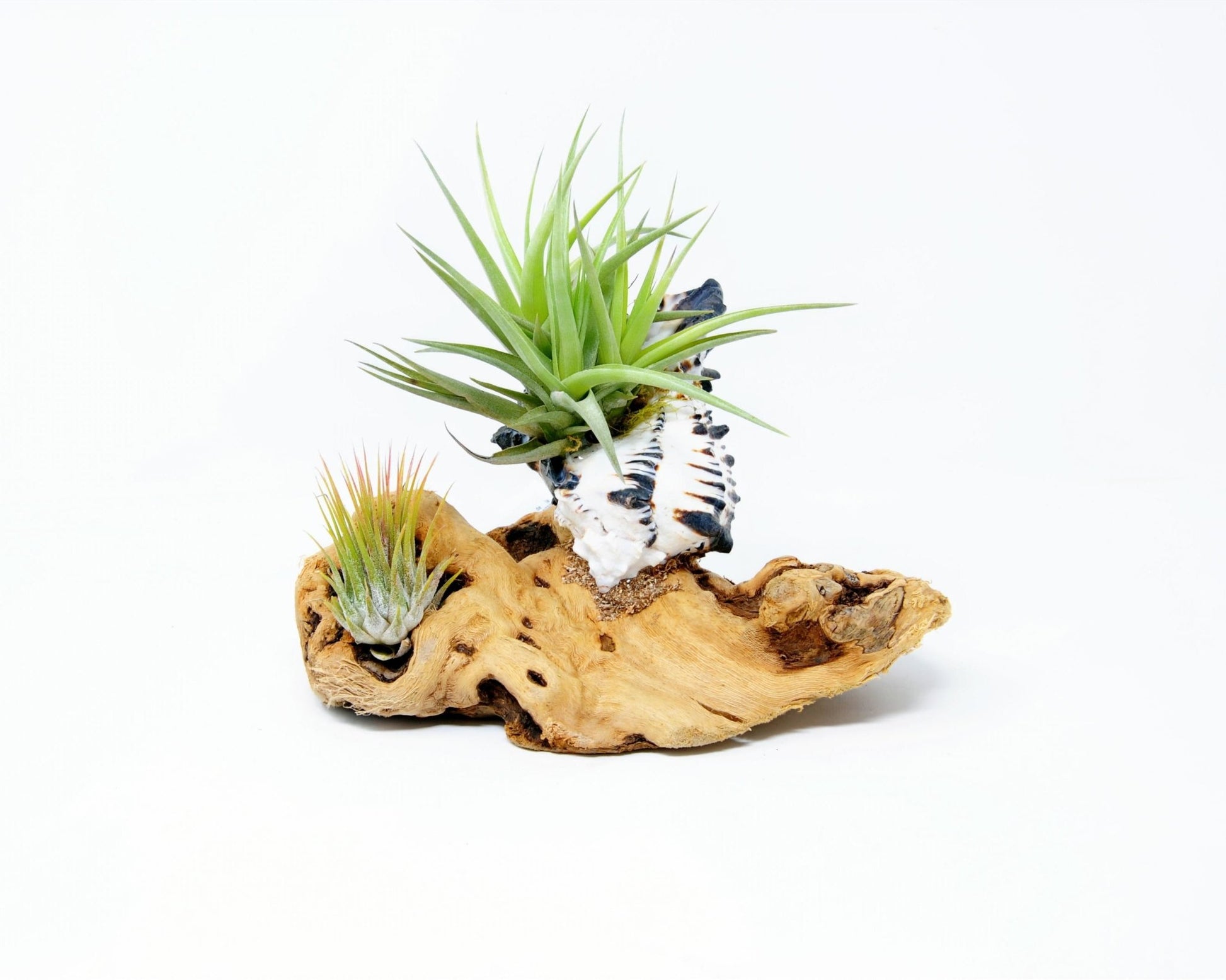 Tillandsia Mounted On Grapewood With Shell - Rainforest Flora