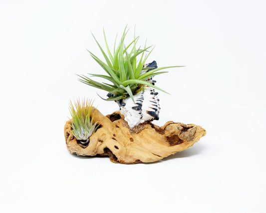 Tillandsia Mounted On Grapewood With Shell - Rainforest Flora