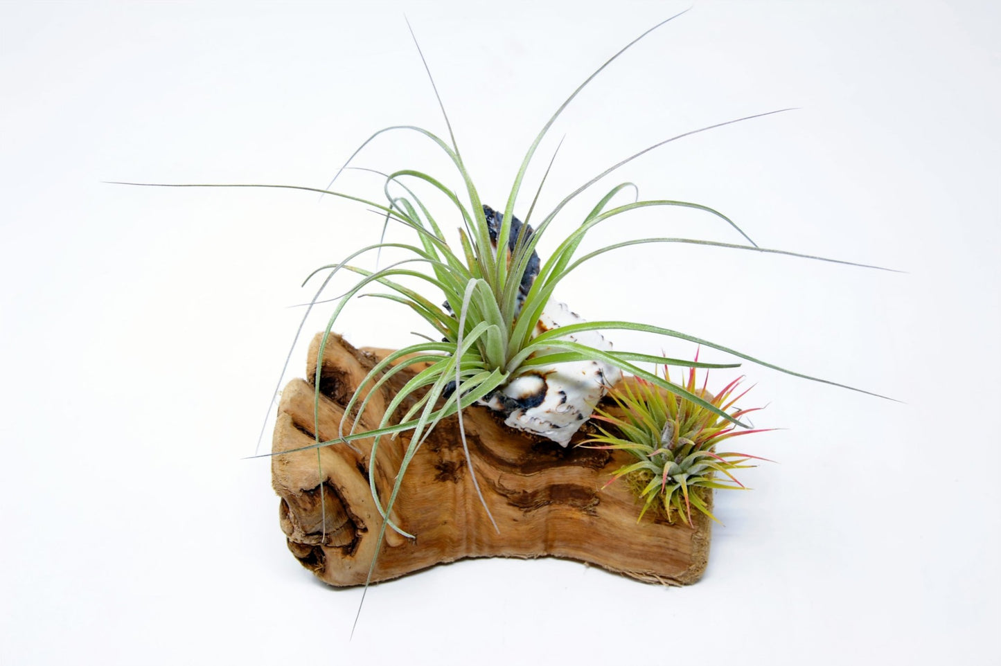 Tillandsia Mounted On Grapewood With Shell - Rainforest Flora