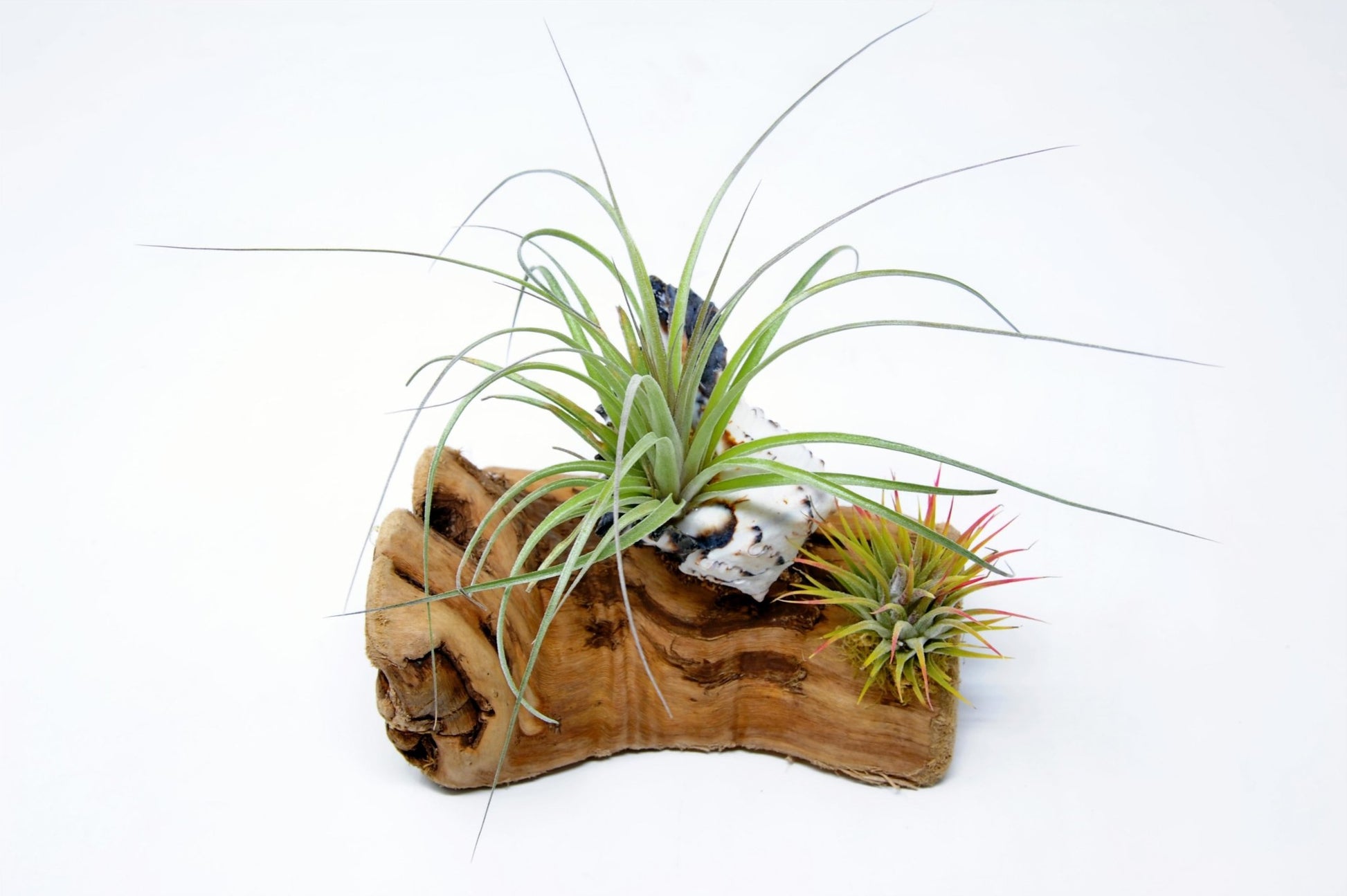 Tillandsia Mounted On Grapewood With Shell - Rainforest Flora
