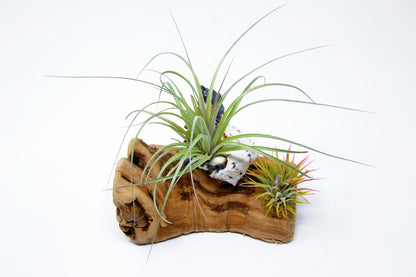 Tillandsia Mounted On Grapewood With Shell - Rainforest Flora
