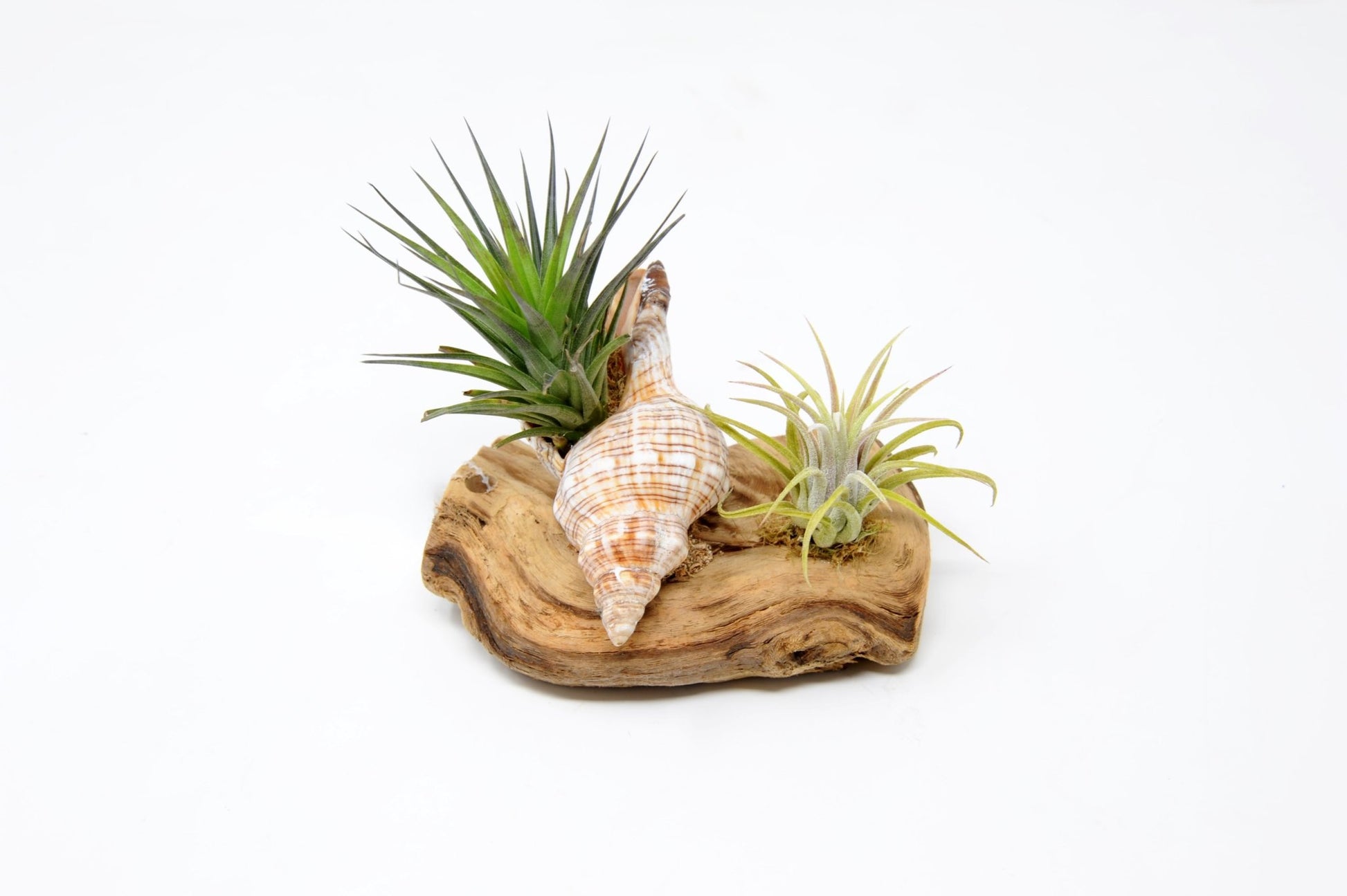 Tillandsia Mounted On Grapewood With Shell - Rainforest Flora