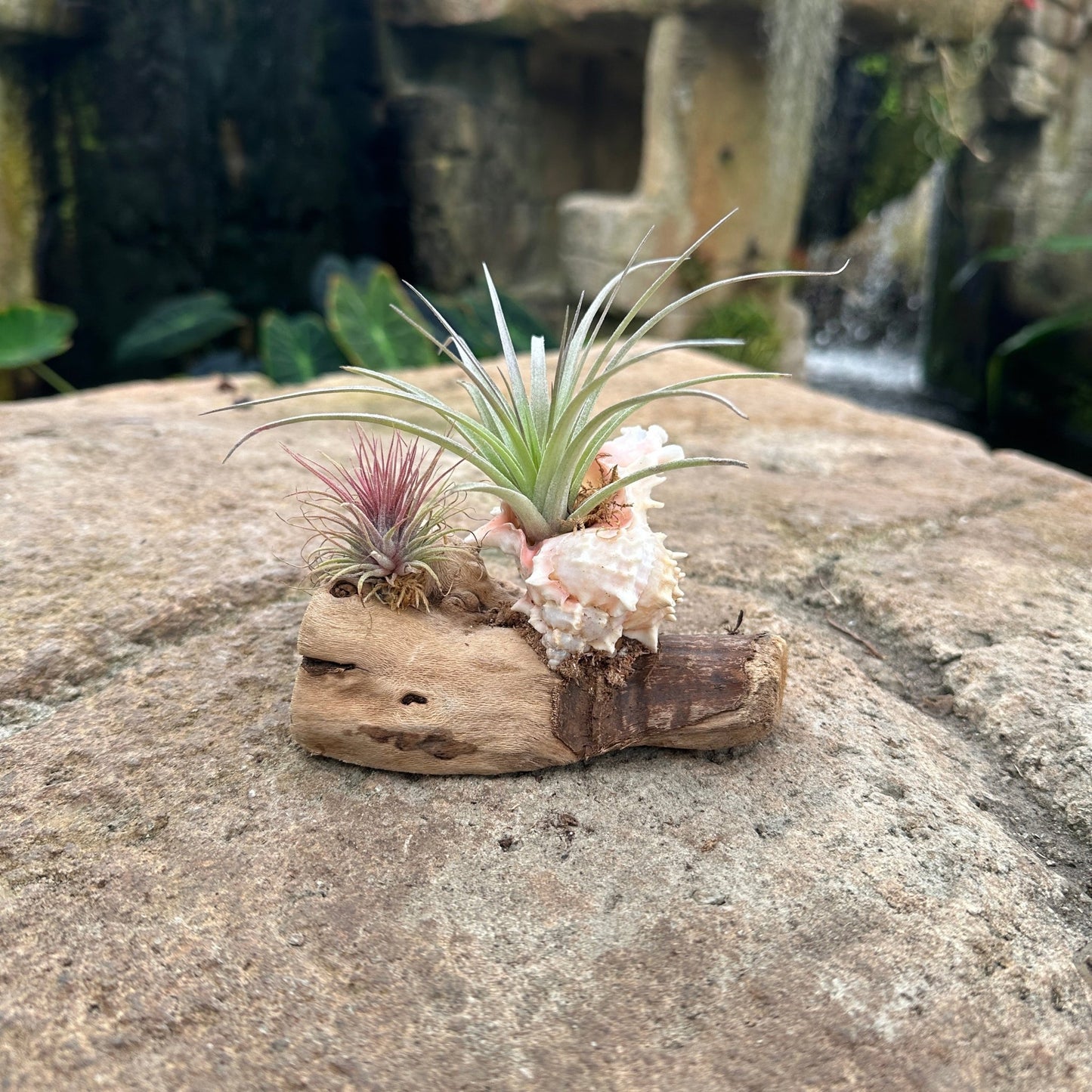 Tillandsia Mounted On Grapewood With Shell - Rainforest Flora