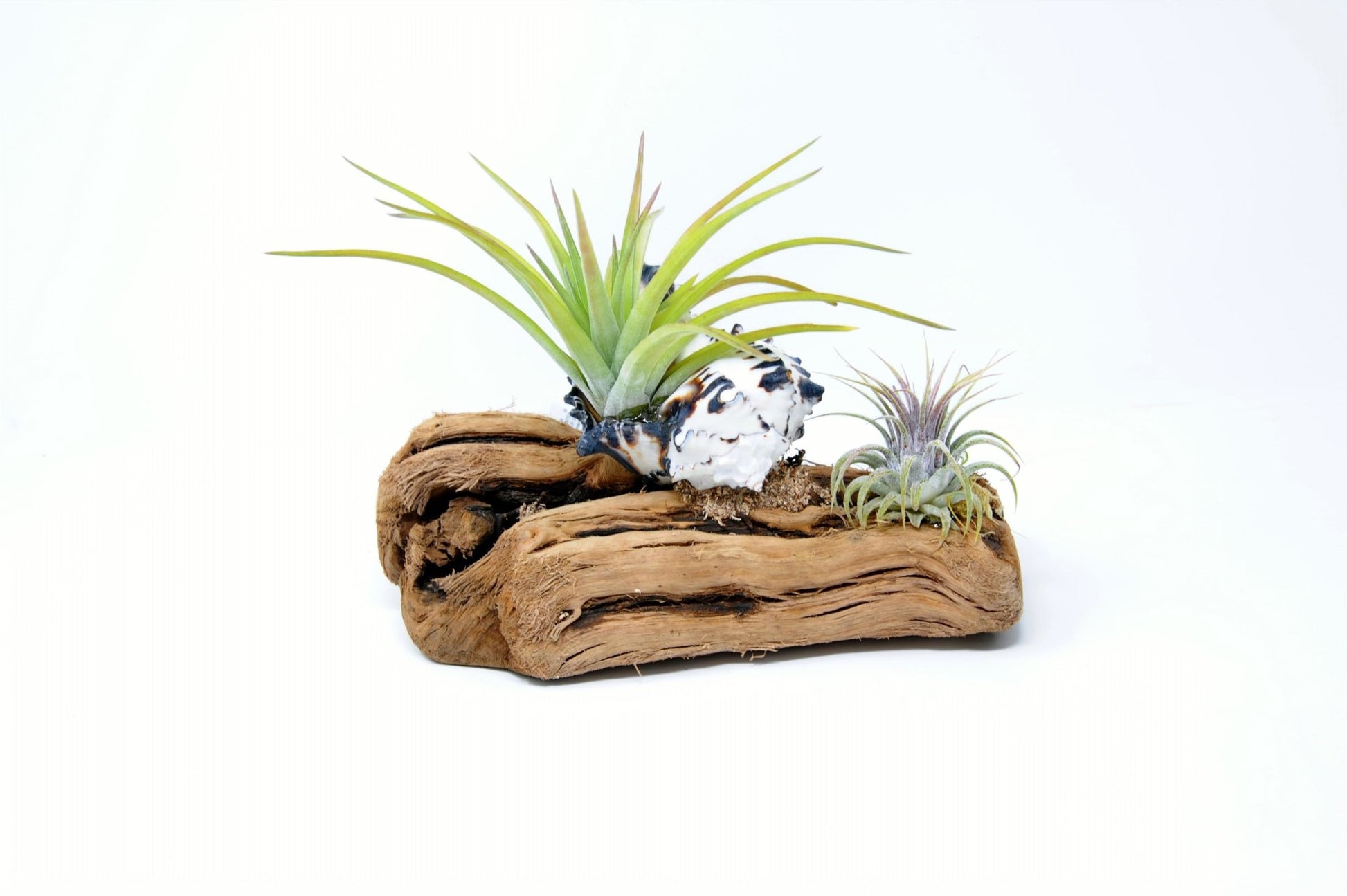Tillandsia Mounted On Grapewood With Shell - Rainforest Flora