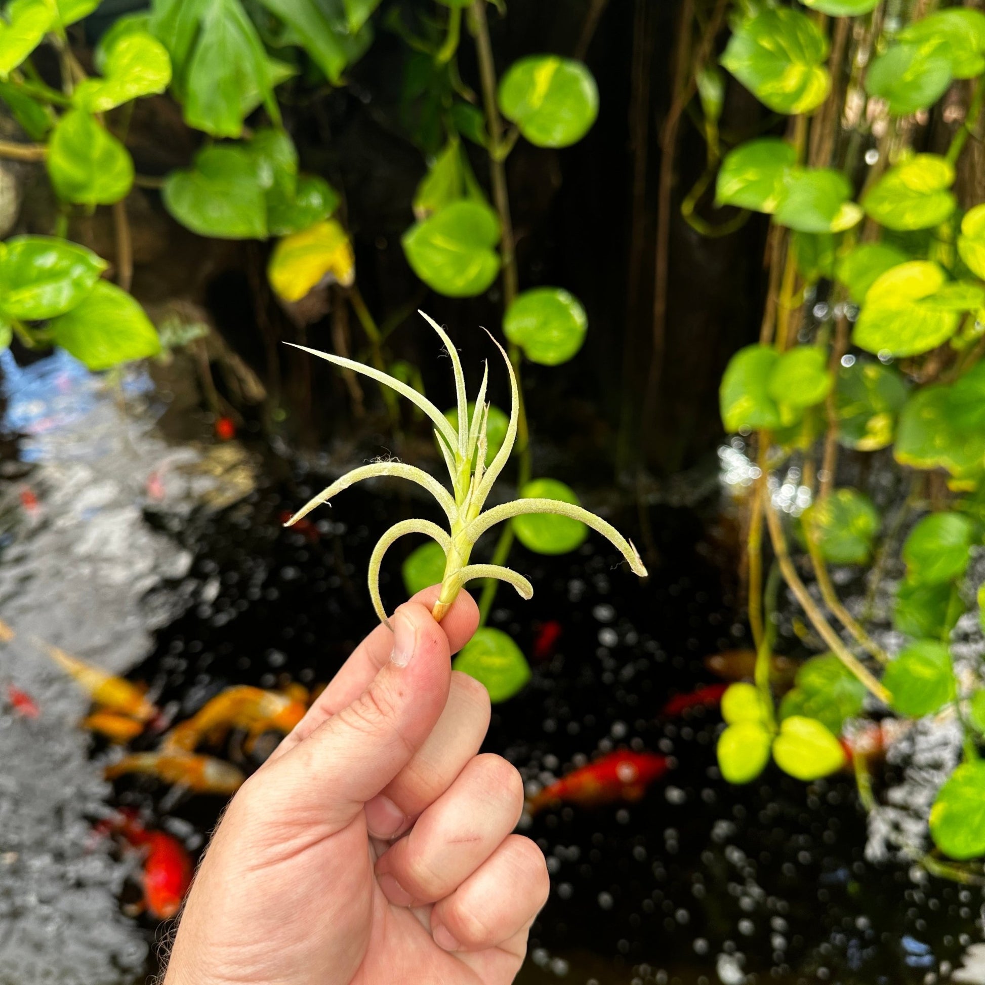 Tillandsia myosura - Rainforest Flora