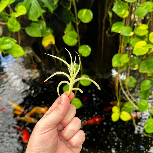 Tillandsia myosura - Rainforest Flora