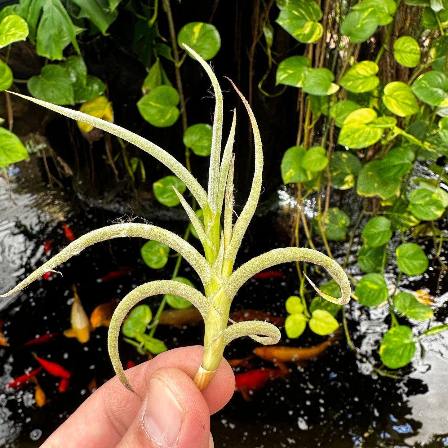 Tillandsia myosura - Rainforest Flora