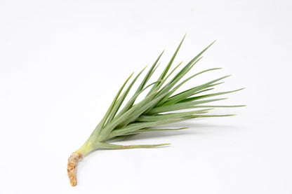 Tillandsia 'Mystic Air' - Rainforest Flora