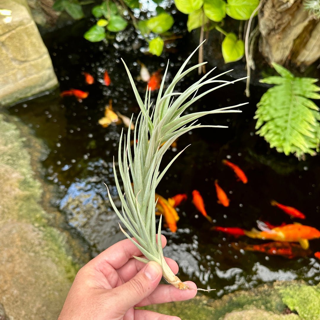 Tillandsia 'Mystic Air' (T. albertiana x T. aeranthos) - Rainforest Flora