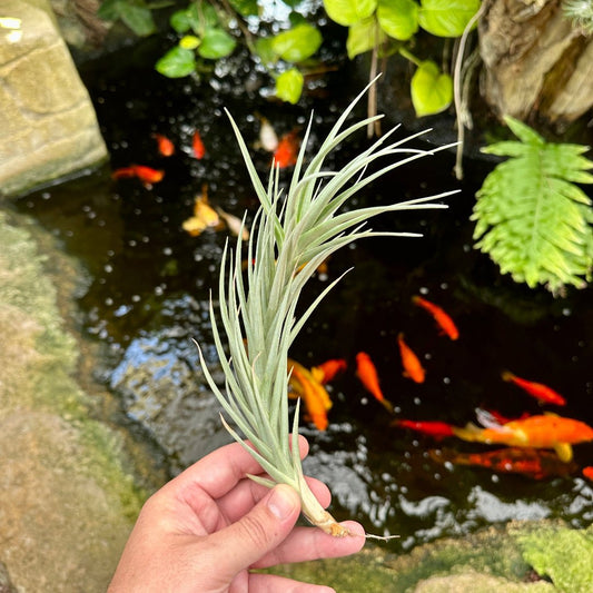 Tillandsia 'Mystic Air' (T. albertiana x T. aeranthos) - Rainforest Flora