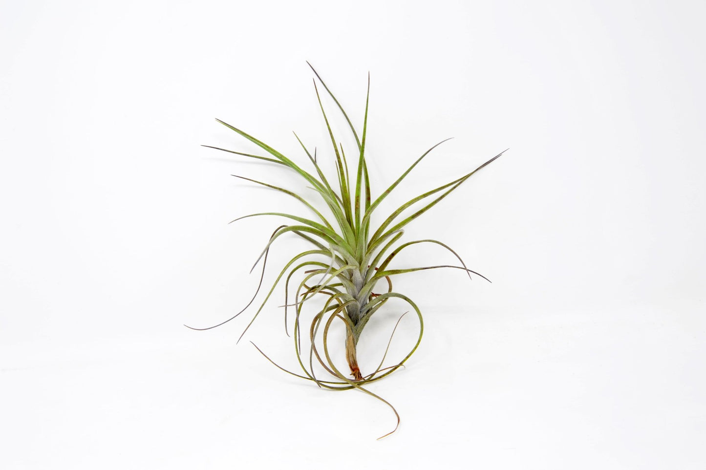 Tillandsia 'Mystic Albert' - Rainforest Flora