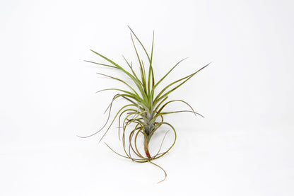 Tillandsia 'Mystic Albert' - Rainforest Flora