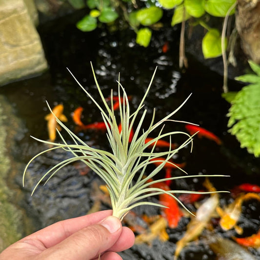 Tillandsia 'Mystic Albert' (T. albertiana x T. stricta) - Rainforest Flora
