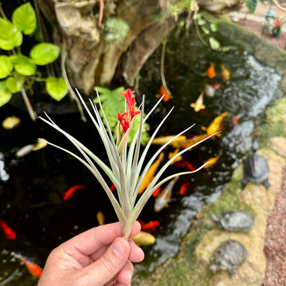 Tillandsia 'Mystic Flame' - Rainforest Flora