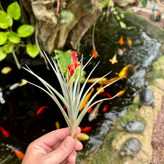 Tillandsia 'Mystic Flame' - Rainforest Flora
