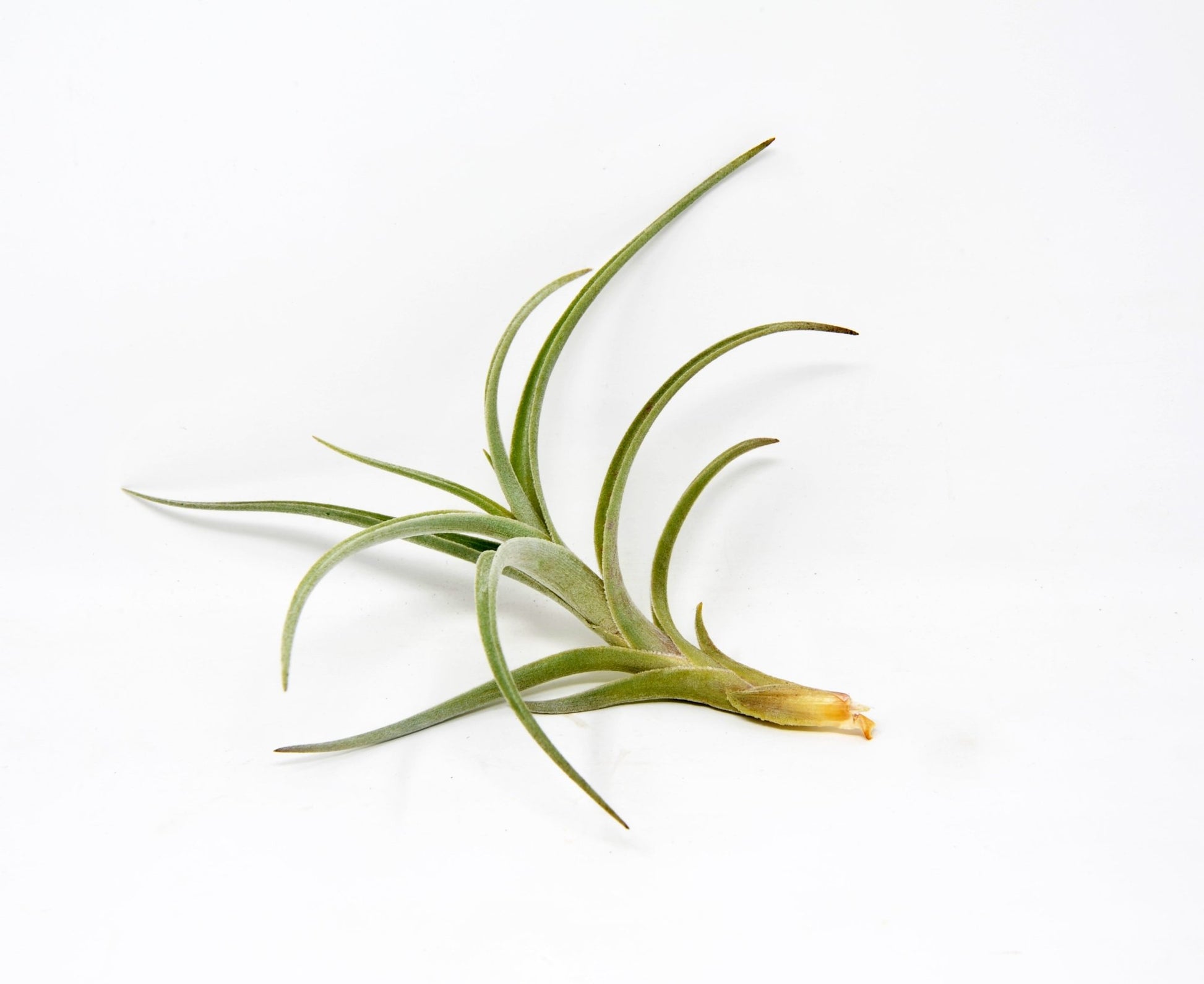 Tillandsia 'Mystic Flame' - Rainforest Flora