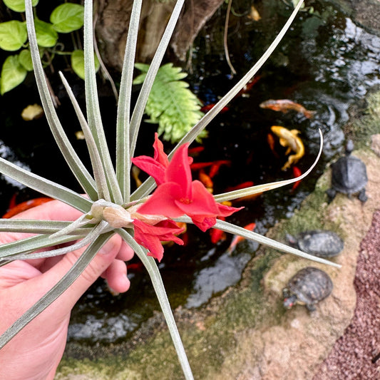 Tillandsia 'Mystic Flame' - Rainforest Flora
