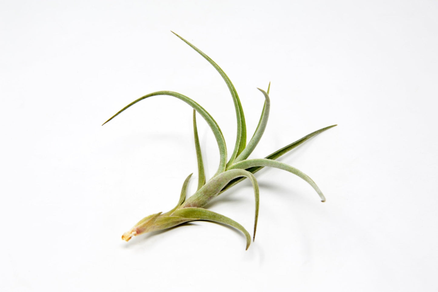 Tillandsia 'Mystic Flame' - Rainforest Flora