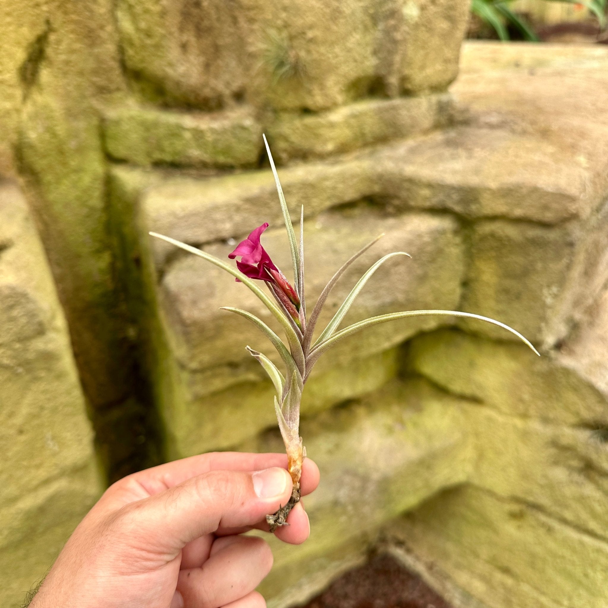 Tillandsia 'Mystic Haze' – Rainforest Flora