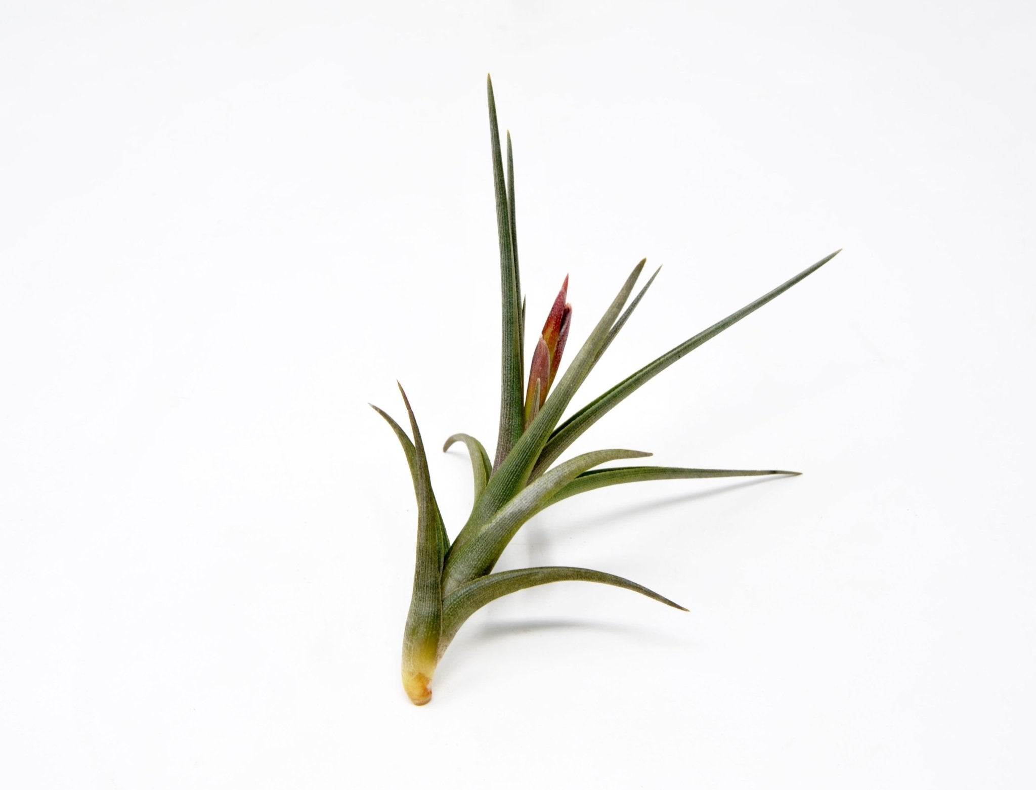 circinata air plant Tillandsia 'Mystic Haze' – Rainforest Flora