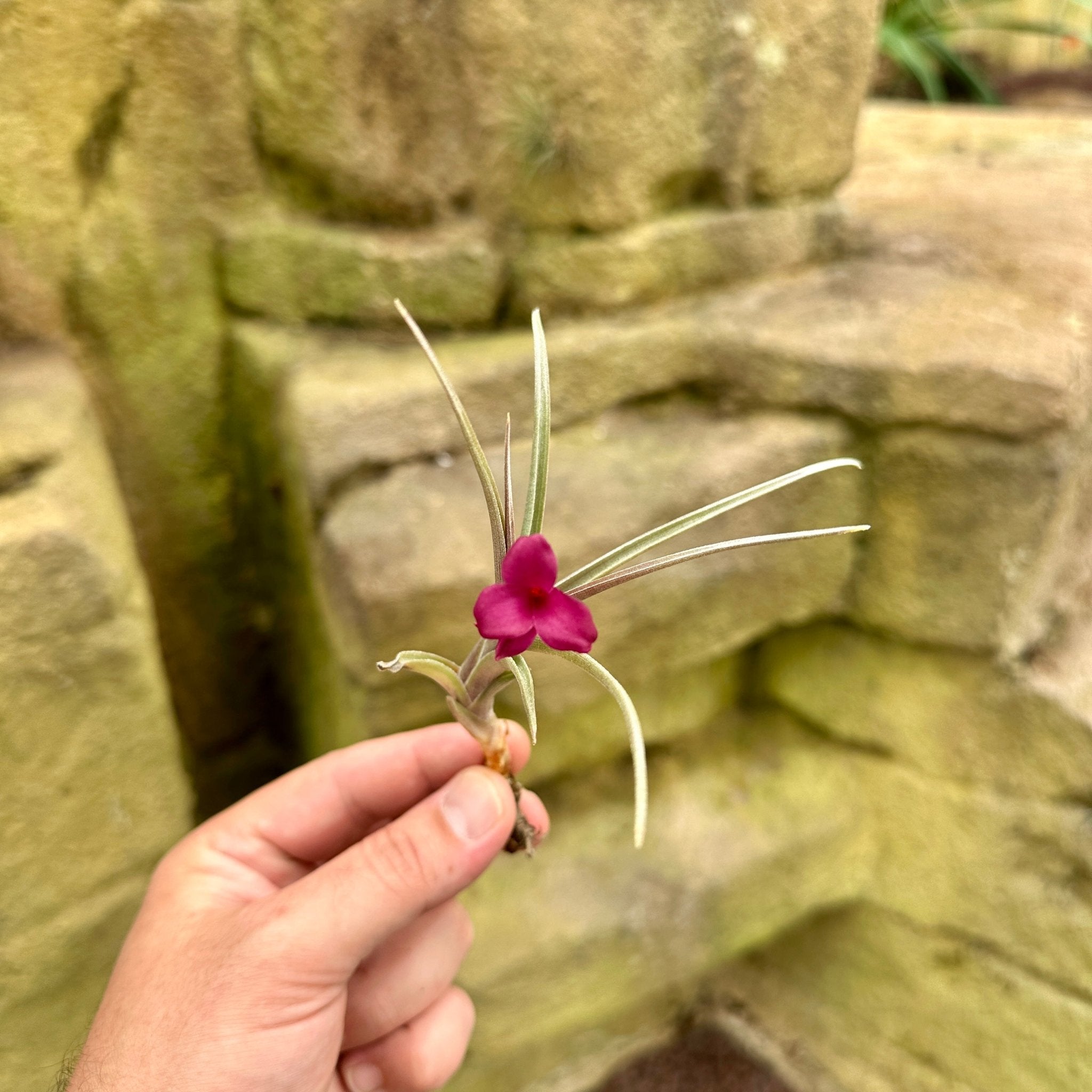 Tillandsia 'Mystic Haze' – Rainforest Flora