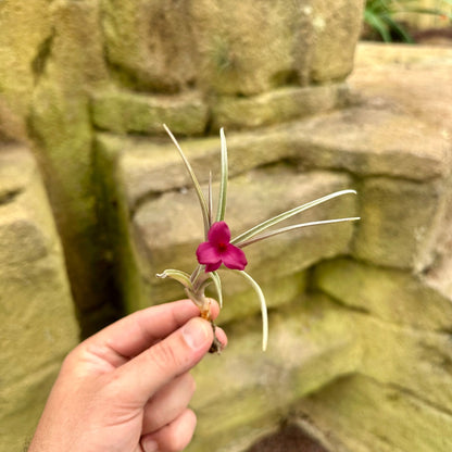 Tillandsia 'Mystic Haze' - Rainforest Flora
