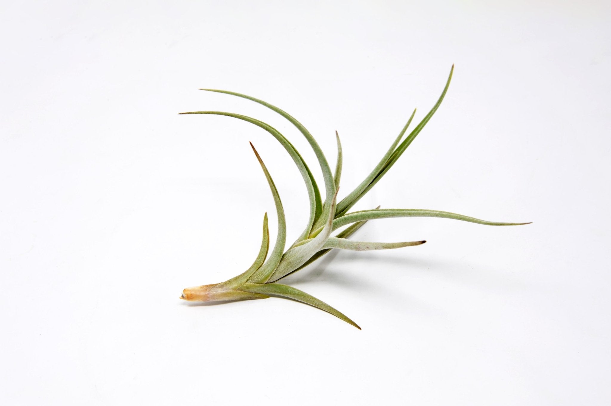 rainbow air plant Tillandsia 'Mystic Rainbow' – Rainforest Flora