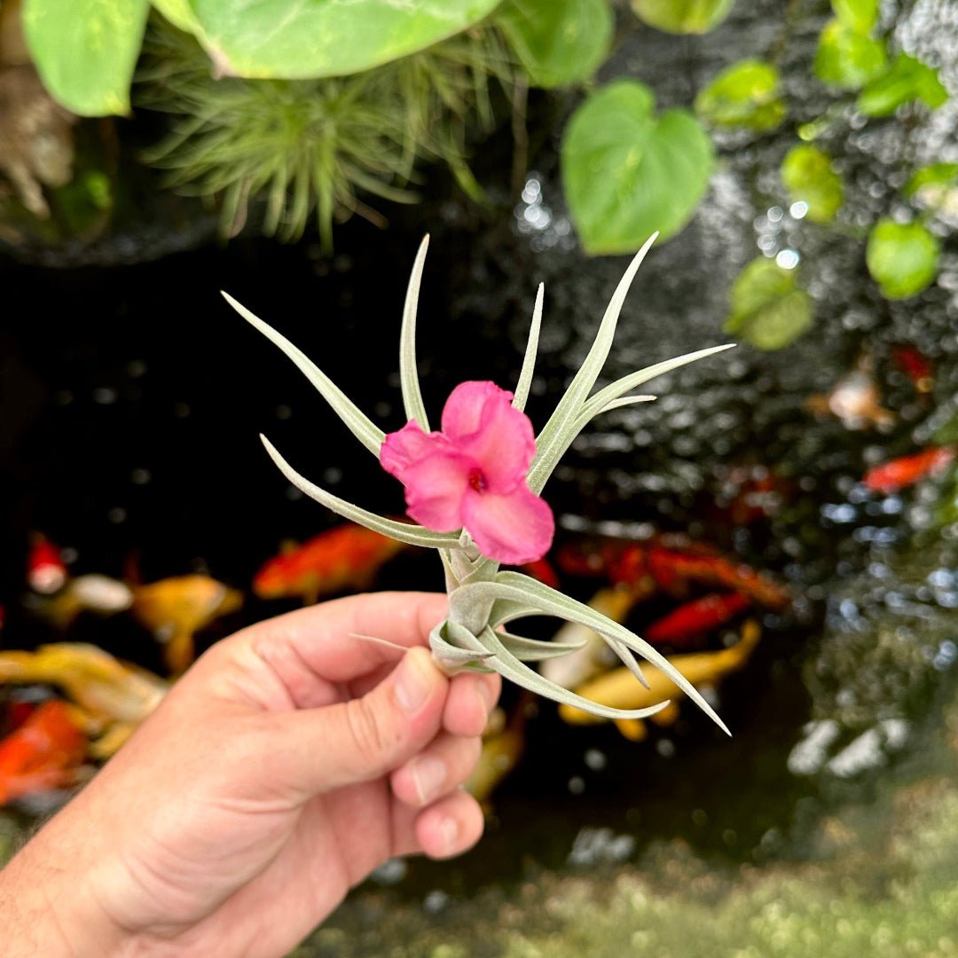 Tillandsia 'Mystic Rainbow' (T. albertiana x T. arequitae) - Rainforest Flora