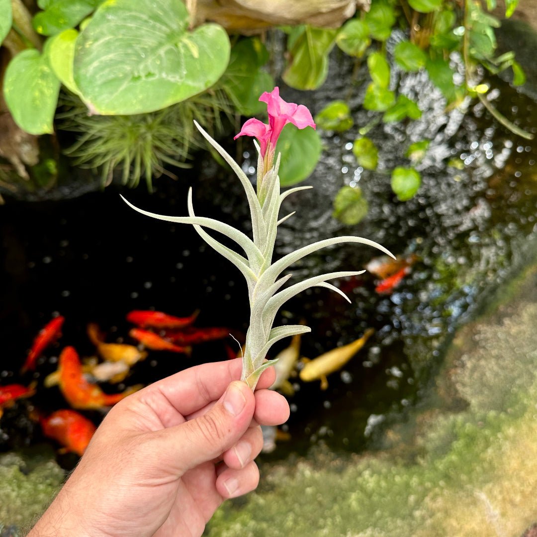 Tillandsia 'Mystic Rainbow' (T. albertiana x T. arequitae) - Rainforest Flora