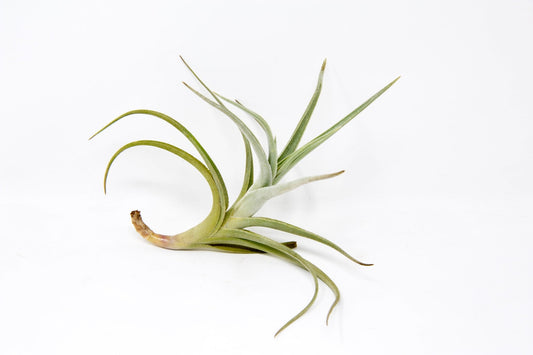 Tillandsia 'Mystic Trumpet' - Rainforest Flora