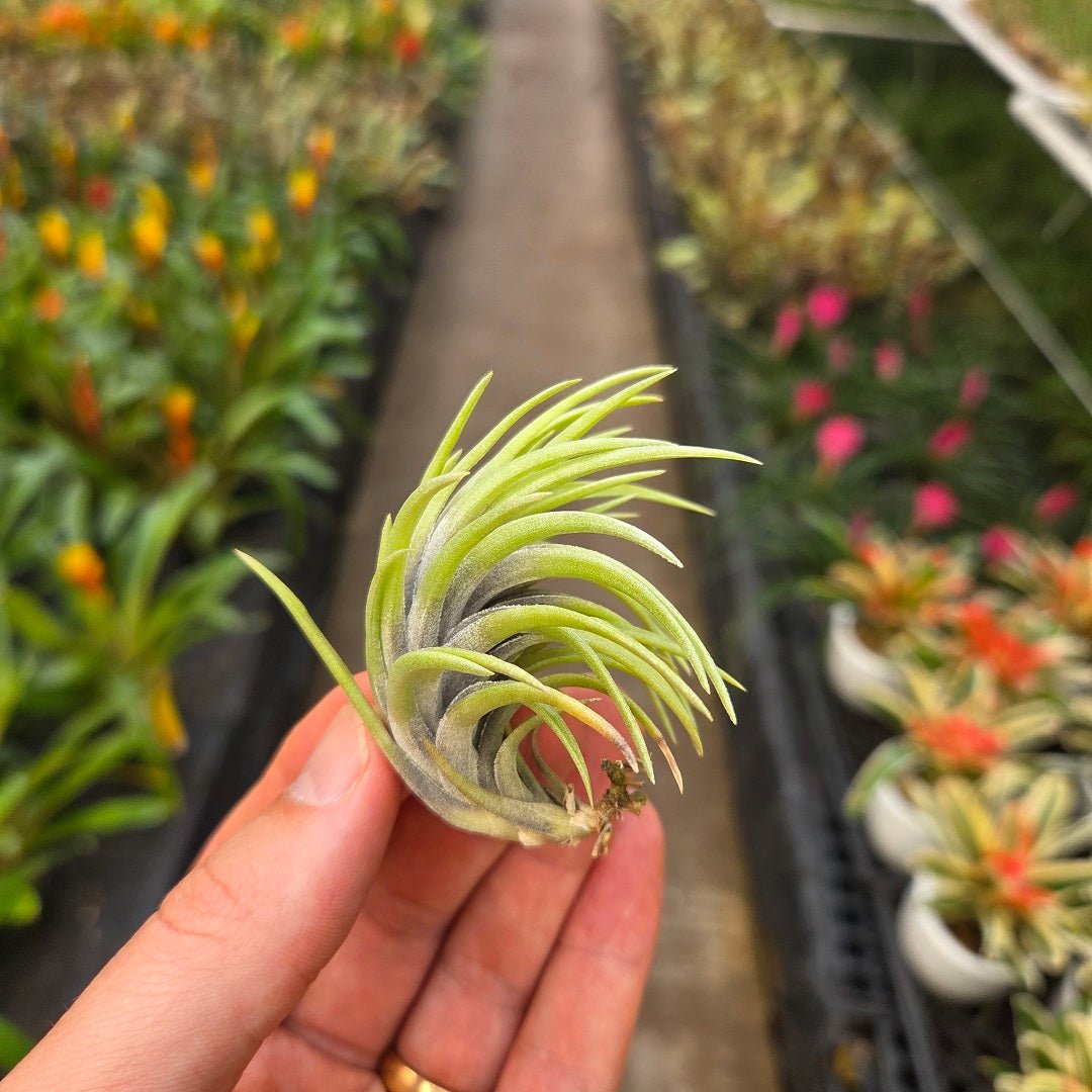 Tillandsia neglecta - Rainforest Flora