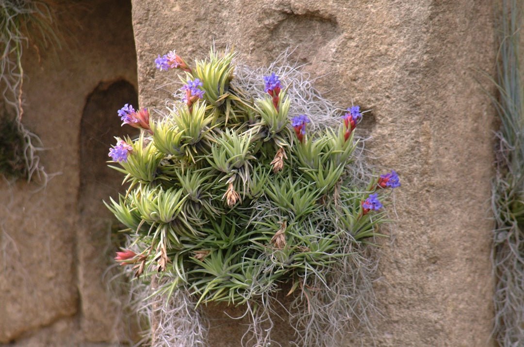Tillandsia neglecta - Rainforest Flora