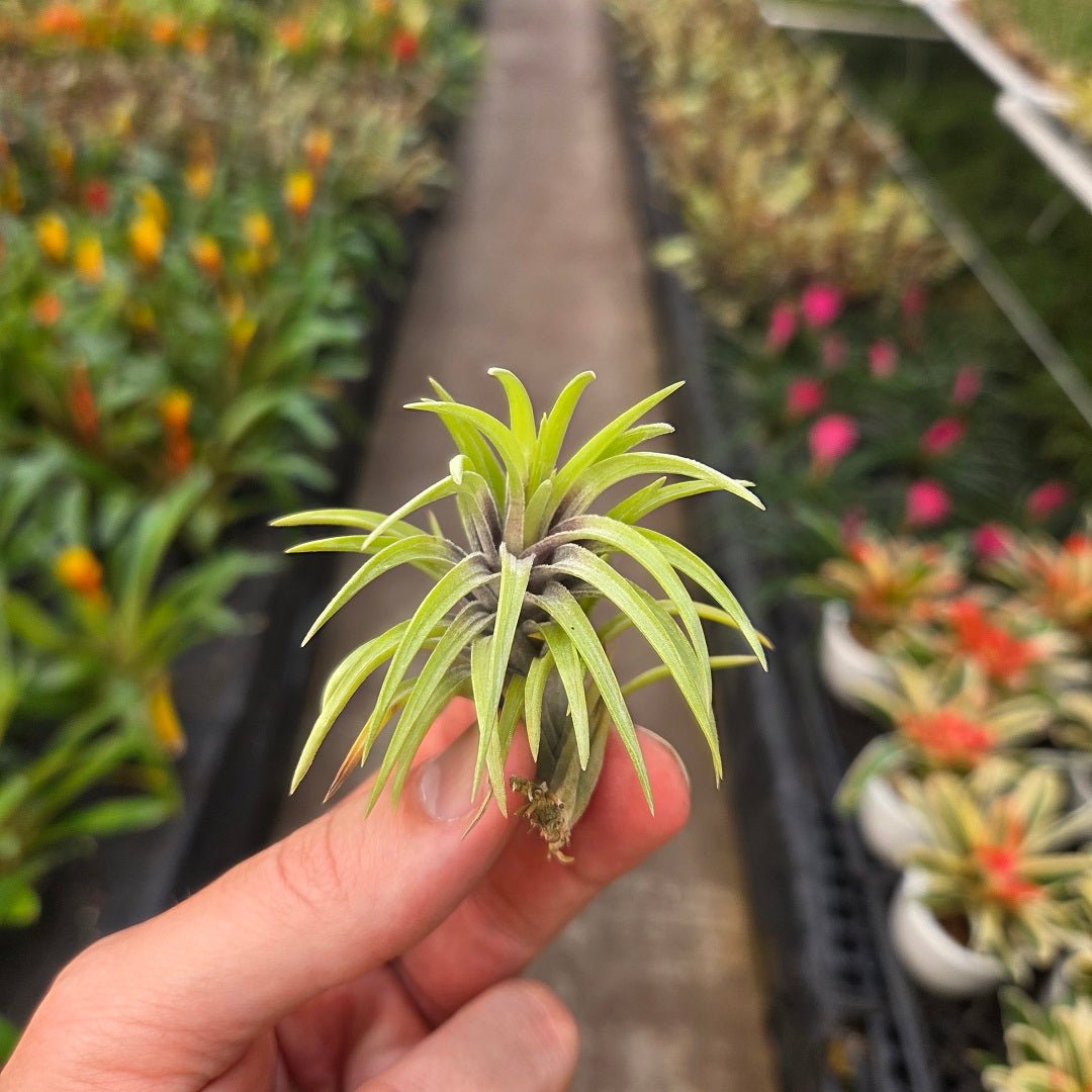Tillandsia neglecta – Rainforest Flora