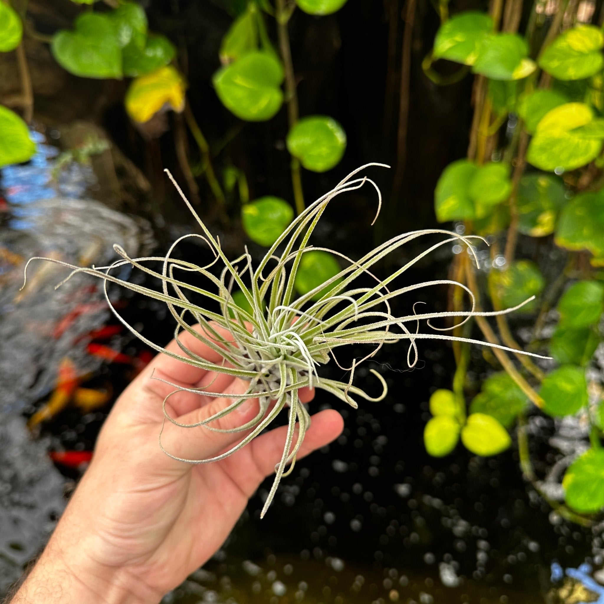 Tillandsia Carminea wild 速達発送 Tillandsia oaxacana – Rainforest Flora