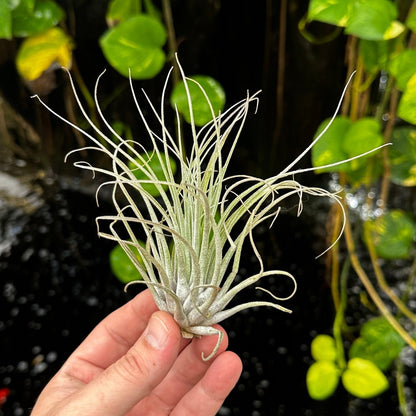 Tillandsia oaxacana - Rainforest Flora