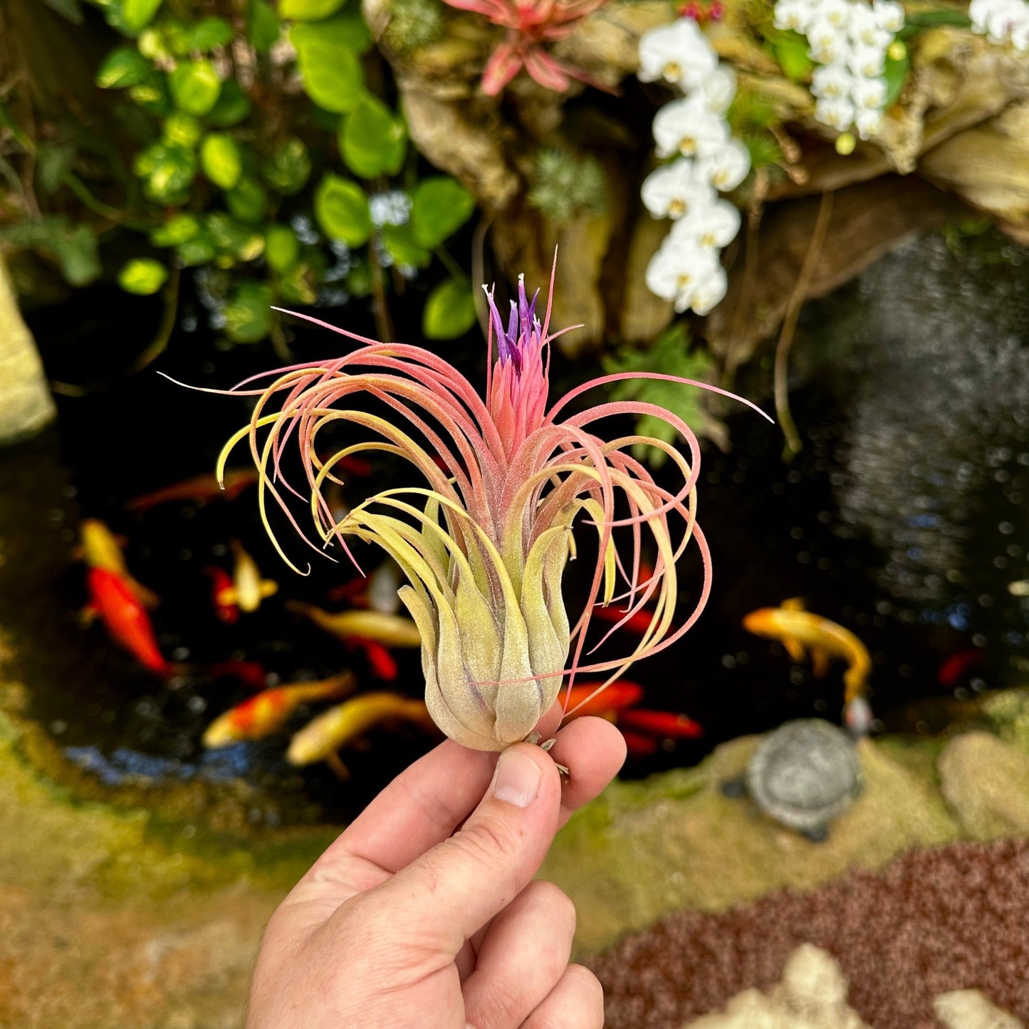 Tillandsia 'Oh My Goodness' (T. caput - medusae x T. ionantha Fuego) - Rainforest Flora