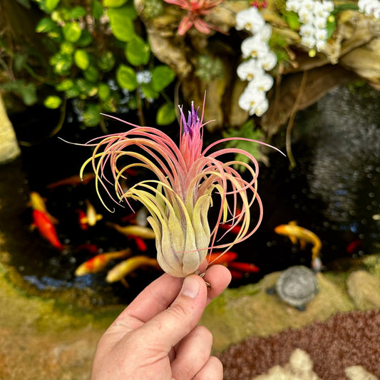 Tillandsia 'Oh My Goodness' (T. caput - medusae x T. ionantha Fuego) - Rainforest Flora