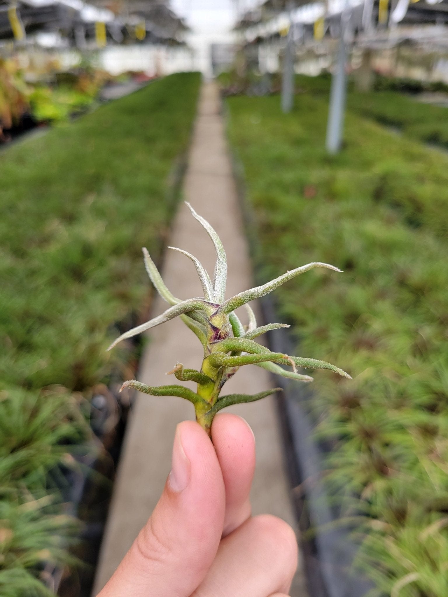 Tillandsia paleacea - Rainforest Flora