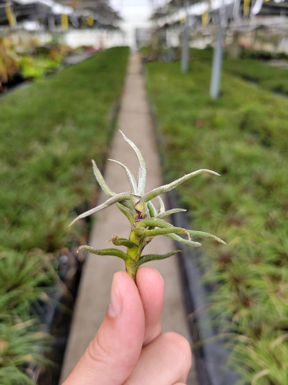 Tillandsia paleacea - Rainforest Flora