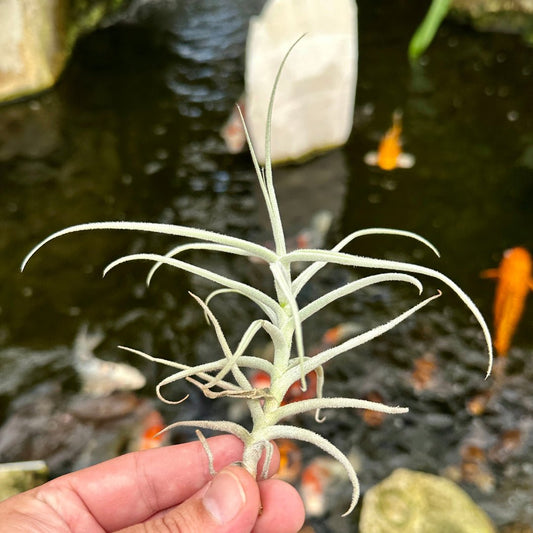 Tillandsia paleacea Giant Form - Rainforest Flora