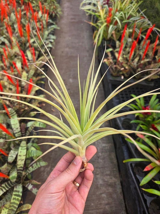 Tillandsia Pastel Perfection (T. arequitae X T. stricta) - Rainforest Flora